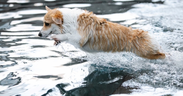 las patas de los perros se congelan